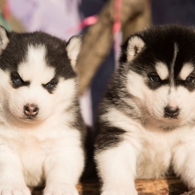 Large square 79b45c5273