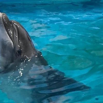 Large square d984e7f66b