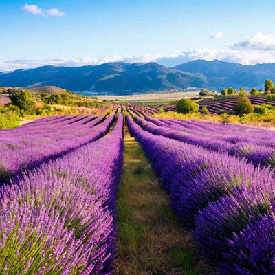 Large square 5bbe1074c3