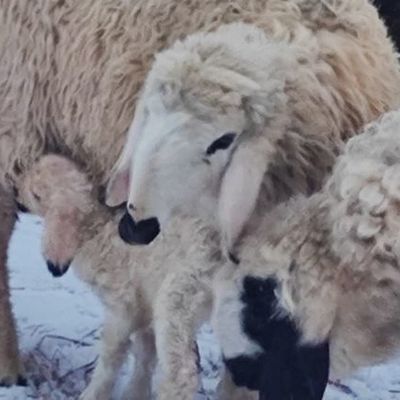 Large square 6ab092030d