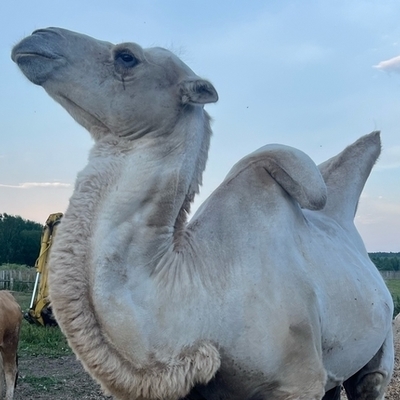 Large square 1f1b6706b7